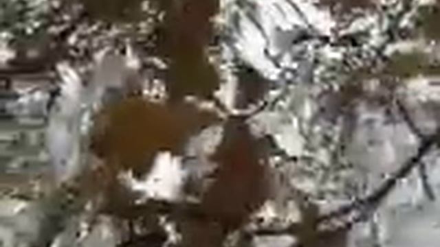 ***Осенний дуб*** смотреть онлайн