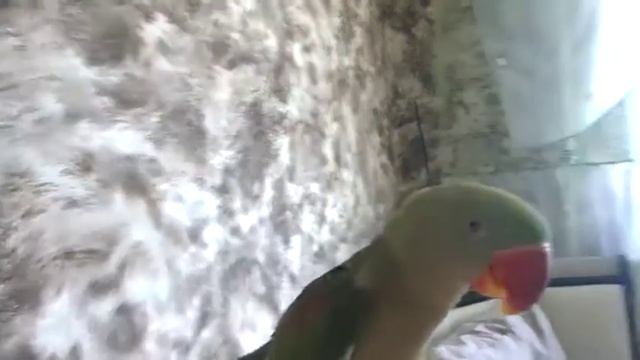 Александрийский попугай: Учимся разговаривать 10 месяцев