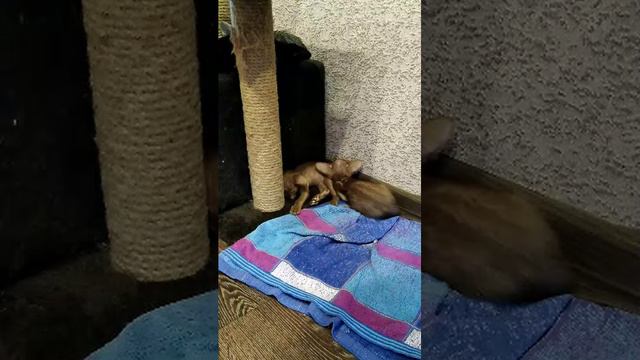 Ориентальные котята