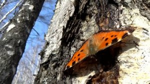 Бабочка пьет березовый сок