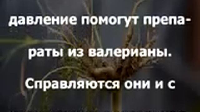 Что Делать, Если Не Получается Избавиться От Раздражительности и Нервозности