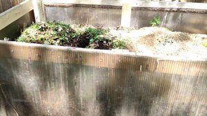 Красный Калифорнийский червь отправился жить на компостную кучу