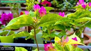 Pink 🩷 Beauty 😍 #bougainvillea💓💓 #beautiful #video #@@ss 💐💐