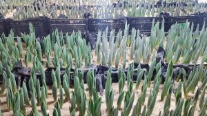 Динамика выгонки тюльпана. Следим за влажностью!!! Топинг листа и как с этим боротся.