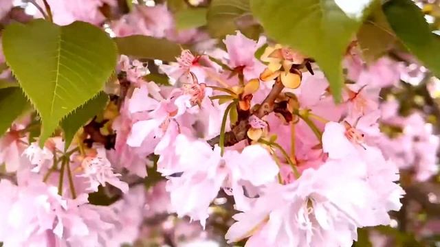 PRUNUS SERRULATA KANZAN (KWANZAN) FULL BLOOM | PART 3 | #RLiesVlog смотреть онлайн