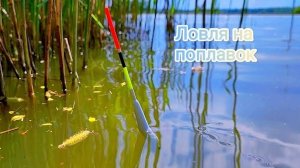 ЛОВЛЯ на ПОПЛАВОК!!! Махать устал))) поклёвка за поклёвкой!!!