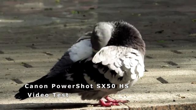 Canon PowerShot SX 50 HS смотреть онлайн