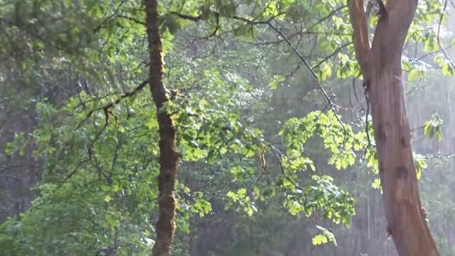 Tropical Forest?? Тропический лес ??Animals?Животные