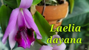 Laelia dayana. Очередное домашнее цветение.