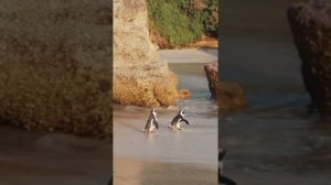 Пингвины на пляже