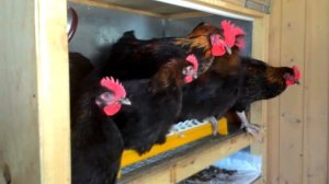 Продаем петушков маран черно-медный