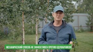 СПОСОБЫ БОРЬБЫ С СОРНЯКАМИ. Как избавиться от одуванчиков на участке?