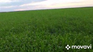 13.05.2021 Опрыскивание Озимой пшеницы Шпаловка??? Рекс дуо, Канонир дуо, Модус и Сульфат магния