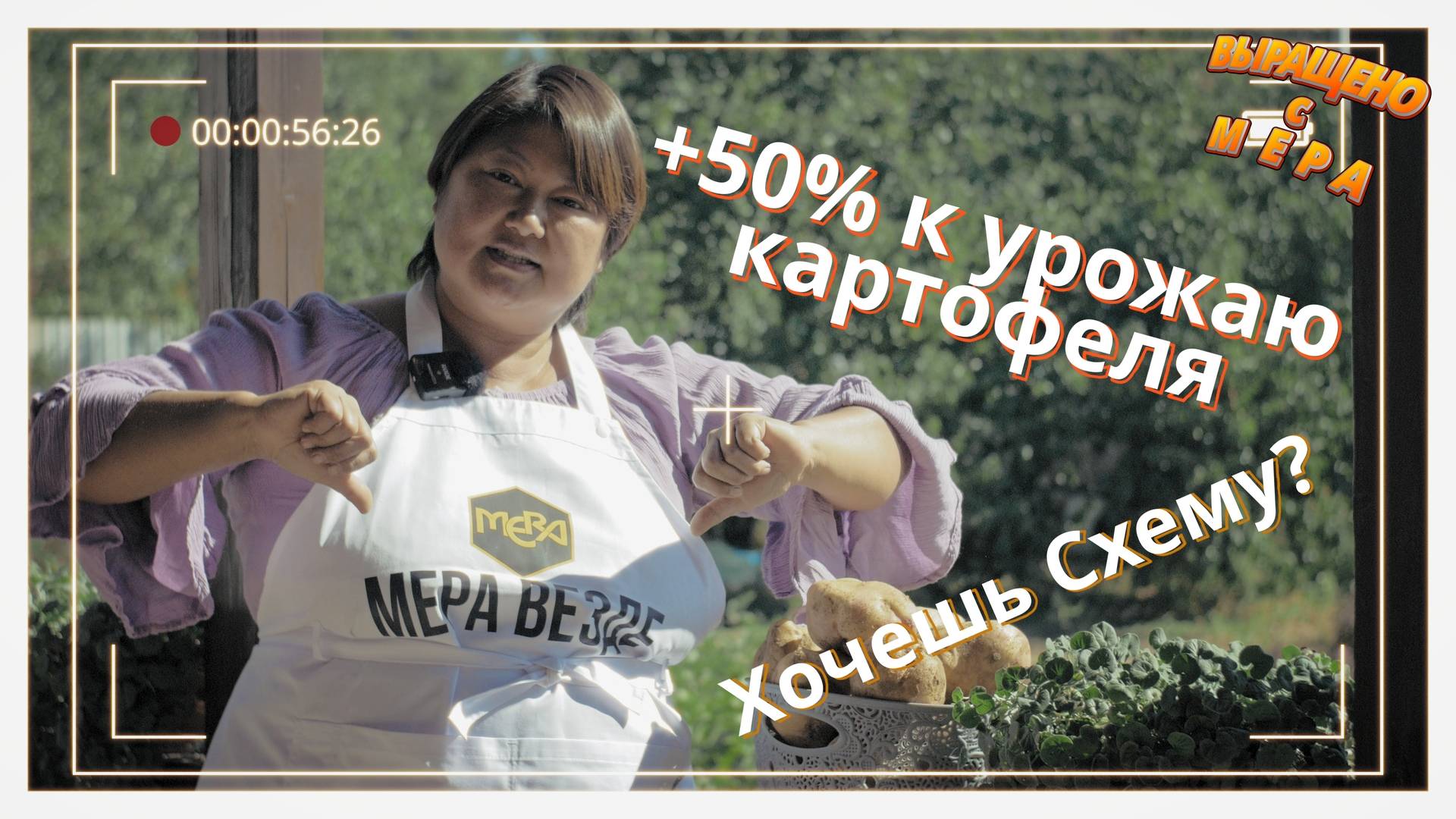 Картофель на 50% больше и раньше на 2 недели. Сорт "Иван Да Марья" на песке.