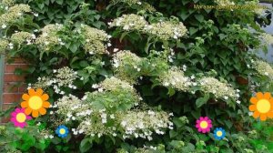 Гортензия плетистая Миранда. Краткий обзор, описание характеристик hydrangea seemannii Mirranda