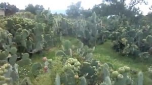 Съедобные Кактусы в Мексике