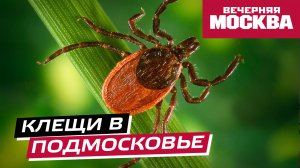 Почему в Подмосковье начался сезон активности клещей