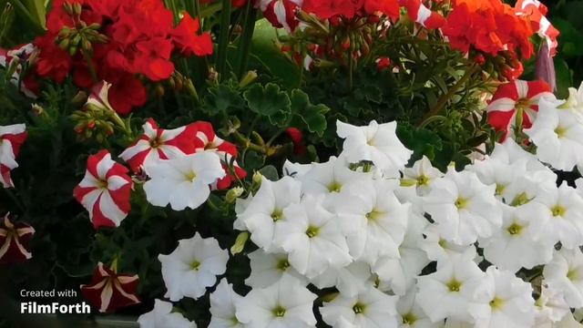 Цветочный рай. Эту музыку можно слушать вечно! Музыка для души! смотреть онлайн