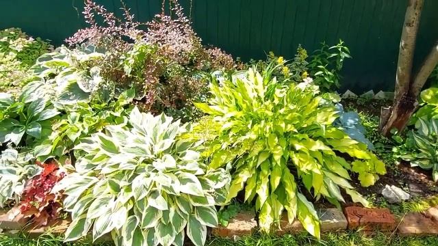 Яркий цветущий сад! РОЗЫ, ЛИЛИИ, КЛЕМАТИСЫ. Обзор сада на 13 июля смотреть онлайн