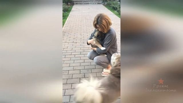 Собаки Ольги Орловой