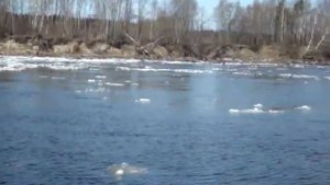 река Бурная Приозерский район