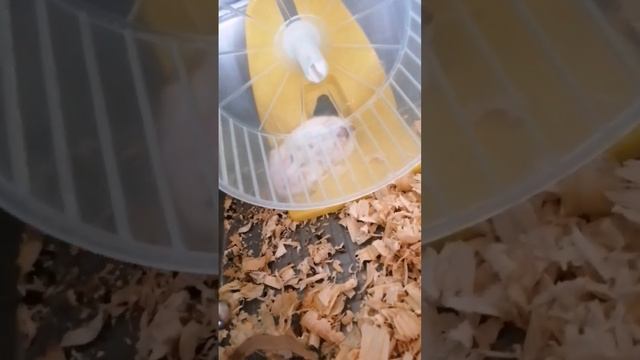 #?смотрите до конца #джунгарская хомячиха #хомяк