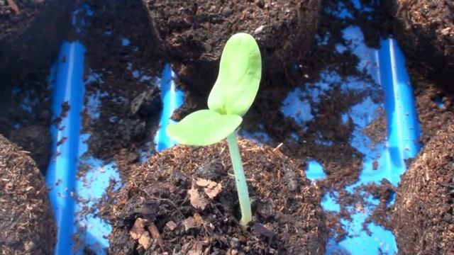 Сажаем рассаду огурцов, чтобы получить самый ранний урожай. Простой хороший способ.