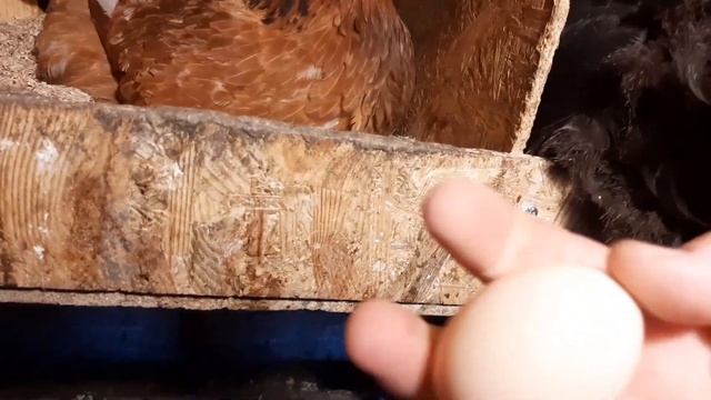 В хозяйстве у Димы . Куры кормлю пророщенной пшеницей и собираю яйца . Бункерная кормушка .