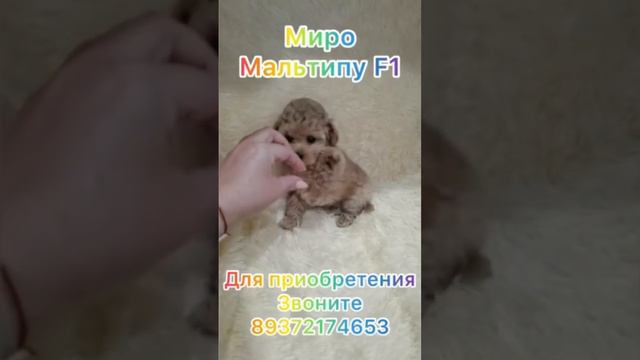 Микро мальтипу