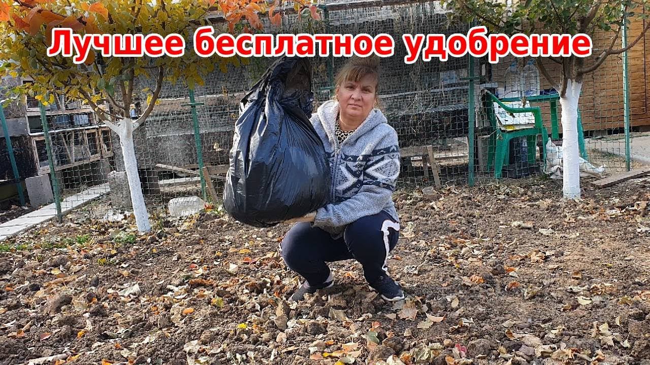 Лучшее бесплатное удобрение: перегной из листьев в мешках - быстрый компост