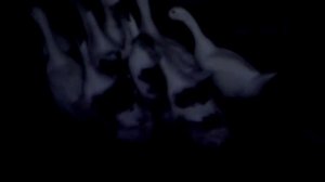 Чего боятся гуси