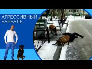 Агрессивный Бурбуль