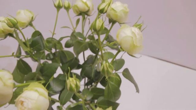 Кустовая пионовидная роза смотреть онлайн