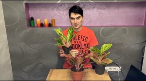 КУПИТЬ АГЛАОНЕМЫ ЭПЛ ФЭНТАЗИ, ПИЧ ПЕРЛ, КРИТ ФЛЕЙМ