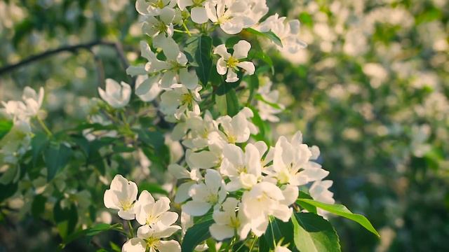 О любви поёт саксофон ! Cаксофон, Гитар и флейта-Mелодия для души, Coffee music -Guitar, Saxophone смотреть онлайн