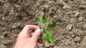 скороплодность яблонь на подвоях 62 396 и 54 118