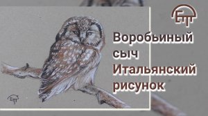 Воробьиный сыч. Итальянский рисунок