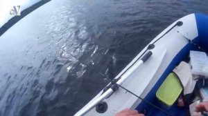 Баттл Ито Шайнеров#Bearking#Megabass и Allblue#