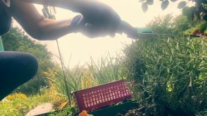 Как проредить морковь и свёклу, борюсь со слизнями на перце и баклажанах.