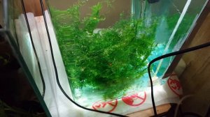 Ириатерина Вернера. Разведение.