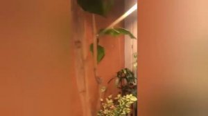 Фитосвет.Зимний сад. Освещение для тропических растений.