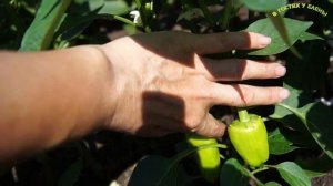 СЛАДКИЙ ПЕРЕЦ! ФОРМИРОВАТЬ ИЛИ НЕТ? ИЮНЬ 29.