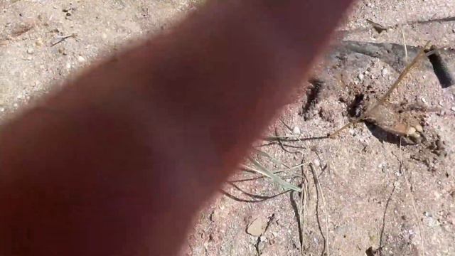 ШОК !!! СТРАШНЫЙ МОНСТР НА АЗОВСКОМ МОРЕ ! смотреть онлайн