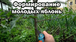 Формирование молодых яблонь