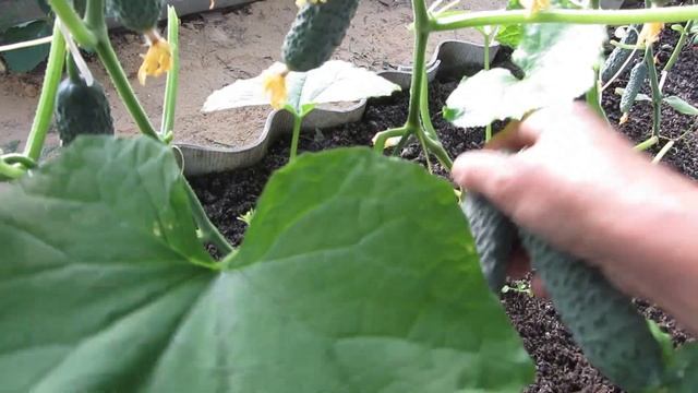 Утренний сбор огурцов в поликарбонатной теплице.24 мая Воронежская область. смотреть онлайн