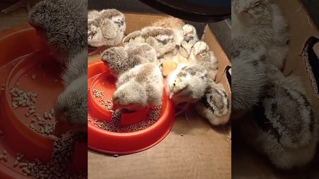 Борковские Барвистые. Венгерский Великан. Птахам первые сутки. смотреть онлайн