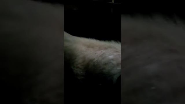 Поросята СМ-1 смотреть онлайн