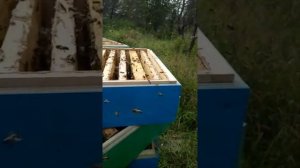 Обсушиваем магазинные рамки