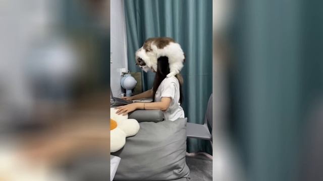 Видеонарезка: "Кошки наше все!"