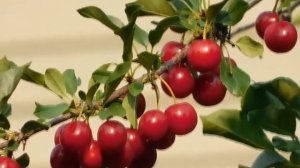 Почему свободы выбора нет? / Почему свободы воли нет?